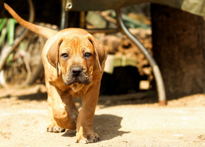 Boerboel Puppy.